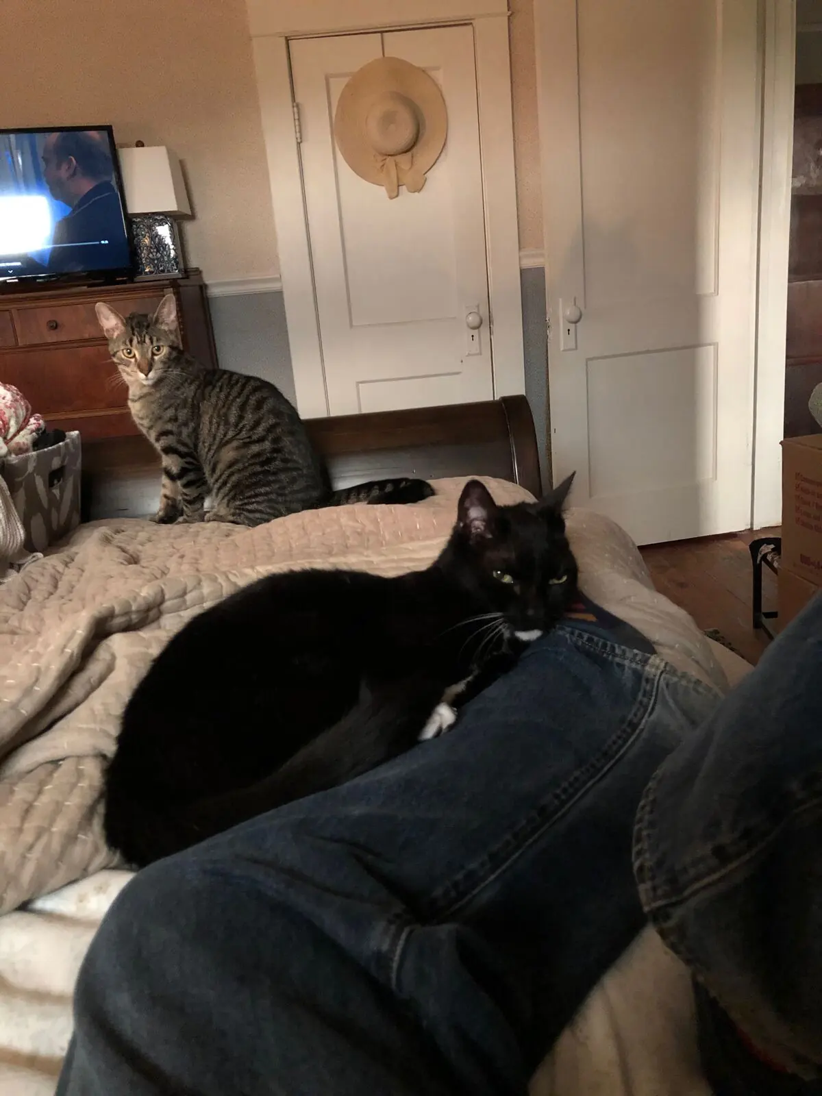 Thomas, Jones, Missy, and Cass photo 181