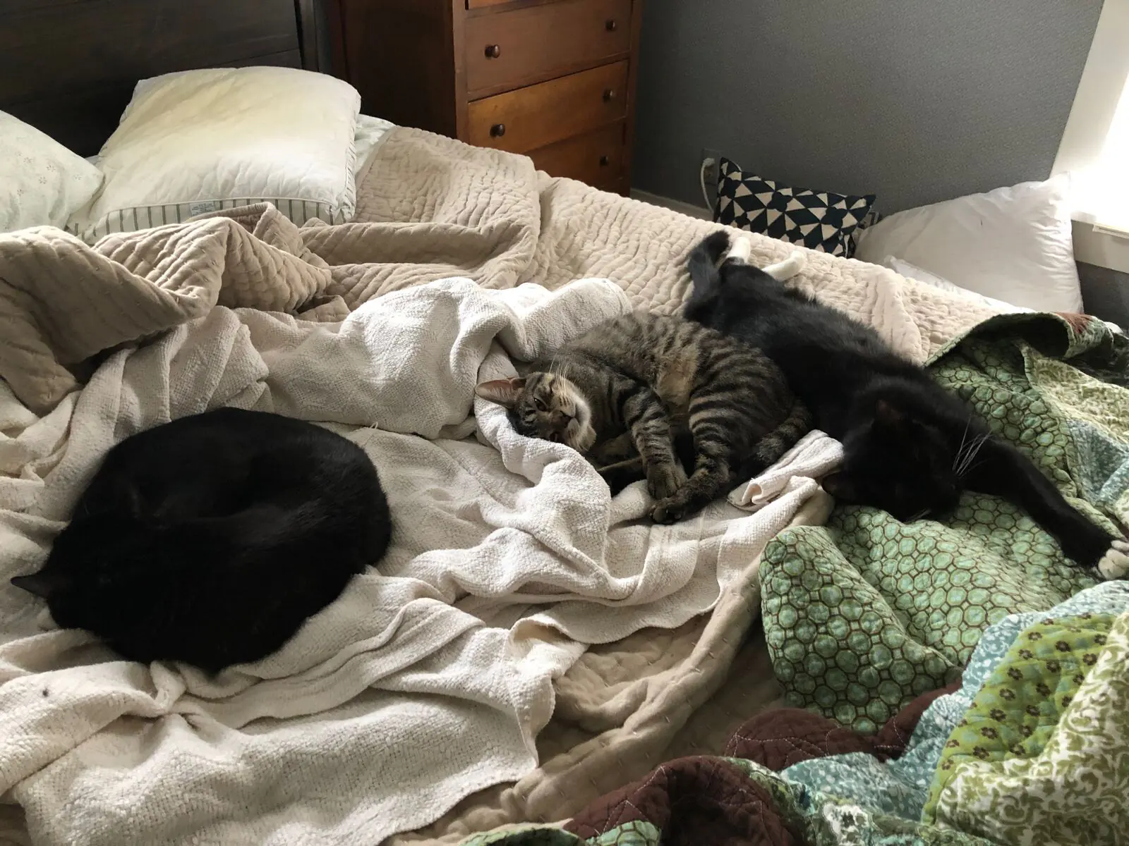 Thomas, Jones, Missy, and Cass photo 199