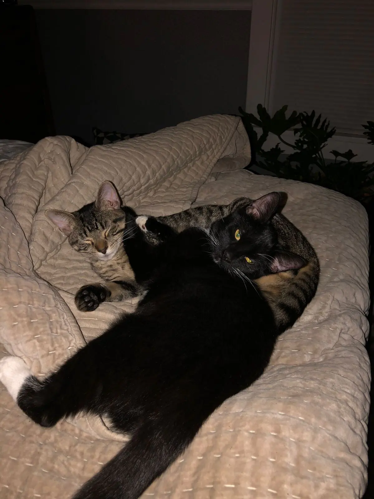 Thomas, Jones, Missy, and Cass photo 208